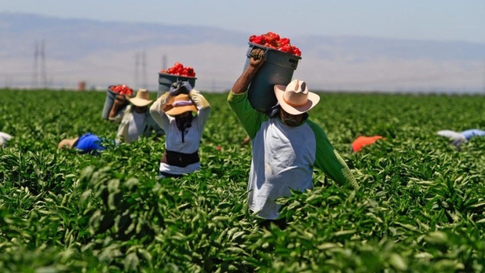 Unsung Heroes: Mexican Laborers Still Working Hard In The Fields, Providing Our Food