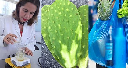 Mexican Scientists Saving The Planet: Make Biodegradable Plastic Out Of Nopales