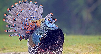 This Is What A Mexican Turkey Looks Like