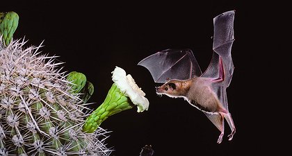 Only These Mexican Bats Can Save Tequila From Extinction